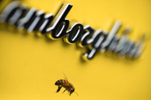 Lamborghini assinala o Dia Mundial das Abelhas mostrando o seu apiário thumbnail